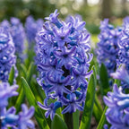 Hyazinthe 'Delft Blue' - 20 Stück
