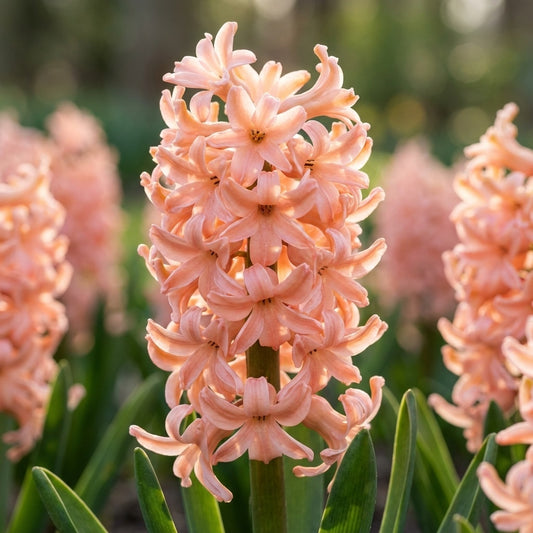 Hyazinthe 'Gipsy Queen' - 8 Stück