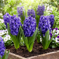 Hyacinthus 'Manhattan' - Hyazinthe - LumiBlumi