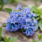 Hyazinthe 'Multiflora Blau' - 25 Stück - LumiBlumi