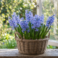 Hyazinthe 'Multiflora Blau' - 25 Stück - LumiBlumi