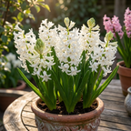 Hyazinthe 'Multiflora Weiss' - 25 Stück - LumiBlumi