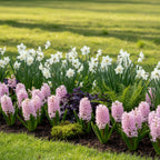 Hyazinthe 'China Pink' - 25 Stück