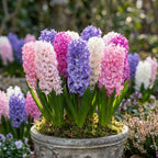 Hyazinthe 'Hyazinthen Mischung' - 12 Stück