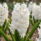 Hyazinthe 'Snow Crystal' - 30 Stück - LumiBlumi