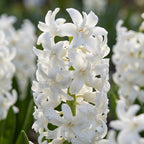 Hyazinthe 'Snow Crystal' - 30 Stück - LumiBlumi