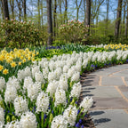 Hyazinthe 'White Pearl' - 25 Stück - LumiBlumi