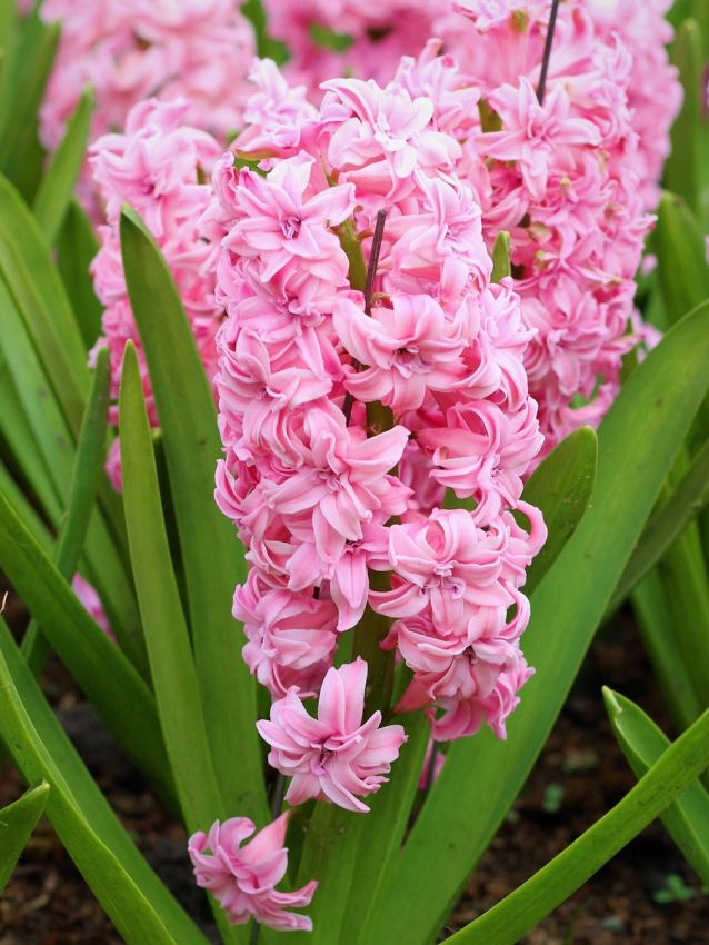 Hyazinthen Spring beauty