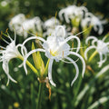 Spinnenlilie 'Festalis Zwanenburg' - 10 Stück - LumiBlumi