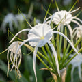Hymenocallis 'Harrisiana' - Spinnenlilie, Ismene