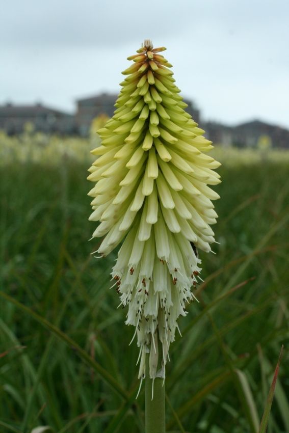 Fackellilie Kniphofia ice queen