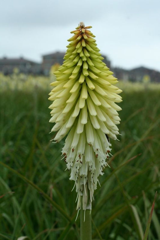 Fackellilie Kniphofia ice queen