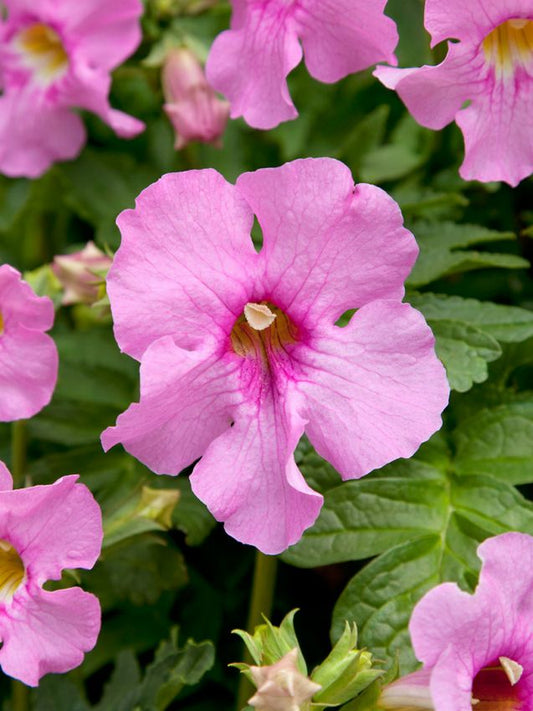 Stauden Incarvillea delavayi