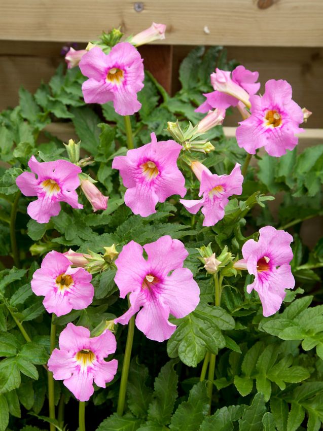 Incarvillea 'Delavayi' - Riesen-Gloxinie