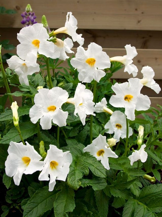 Stauden Incarvillea delavayi snowtop