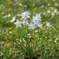 Sternblume 'Uniflorum Triteleia' - 100 Stück - LumiBlumi