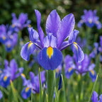 Iris 'Blue Magic Hollandica' - 50 Stück - LumiBlumi