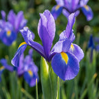 Iris 'Blue Magic Hollandica' - 50 Stück - LumiBlumi