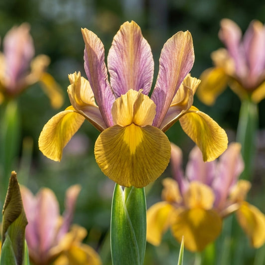 Iris 'Bronze Perfection Hollandica' - Schwertlilie