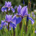 Iris 'Ceasars Brother Sibirica' - 6 Stück - LumiBlumi