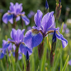 Iris 'Ceasars Brother Sibirica' - 6 Stück - LumiBlumi