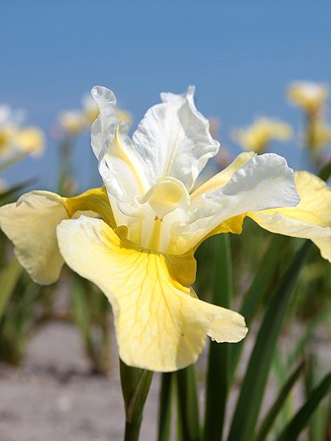 Iris Iris chartreuse bounty sibirica