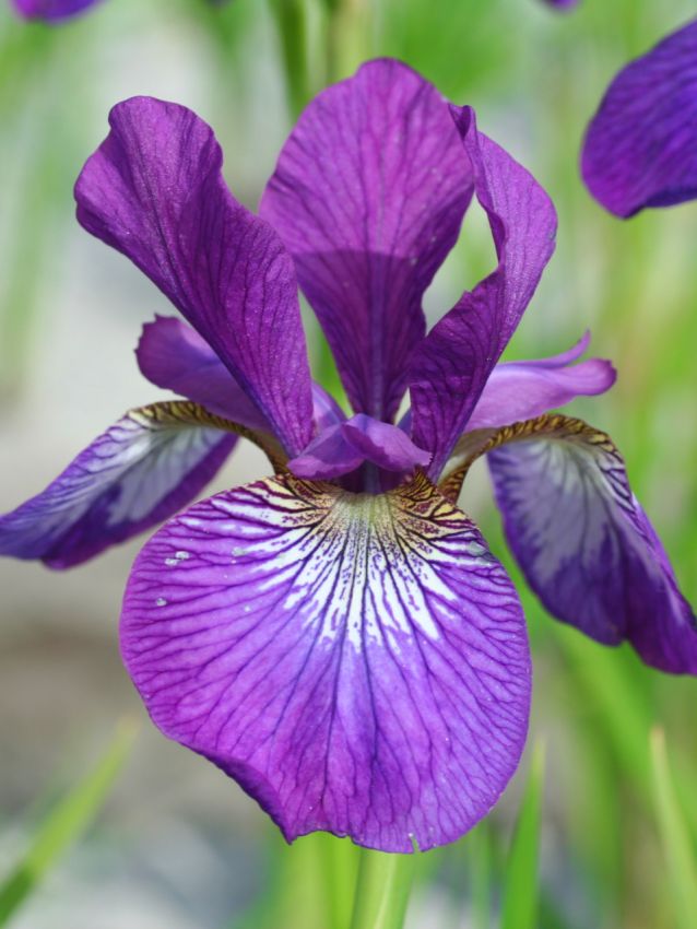 Iris Iris chilled wine sibirica