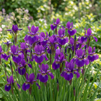 Iris 'Claret Cup Sibirica' - 10 Stück - LumiBlumi