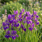 Iris 'Claret Cup Sibirica' - 10 Stück - LumiBlumi