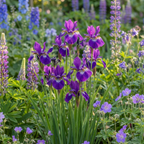 Iris 'Claret Cup Sibirica' - 10 Stück - LumiBlumi