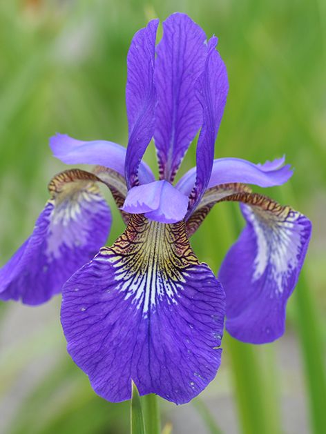 Iris Iris elfe sibirica
