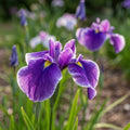 Iris 'Crystal Halo Ensata' - 4 Stück
