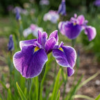 Iris 'Crystal Halo Ensata' - 4 Stück
