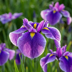 Iris 'Crystal Halo Ensata' - 4 Stück