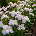 Iris 'Lady In Waiting Ensata' - 4 Stück
