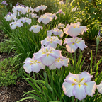 Iris 'Lady In Waiting Ensata' - 4 Stück