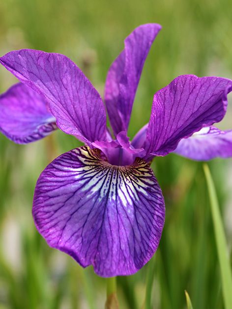 Iris Iris ewen sibirica