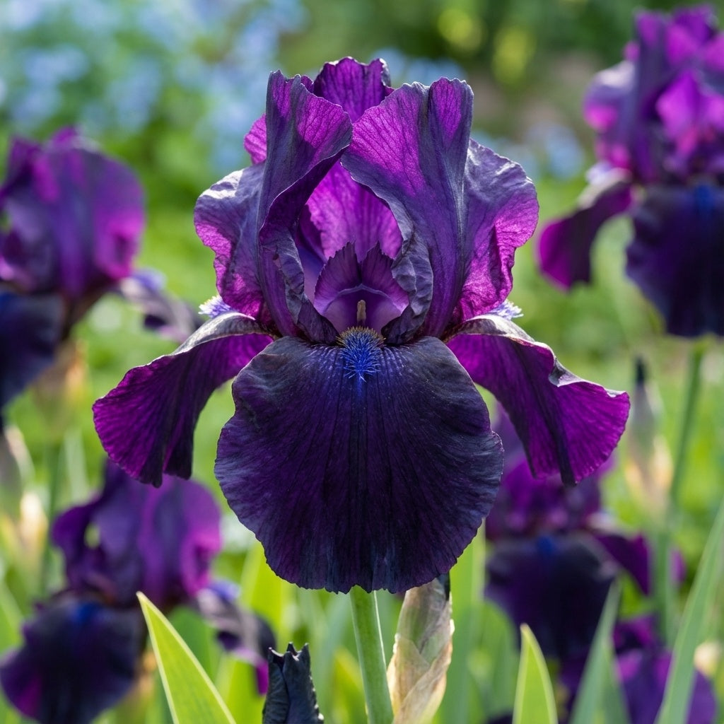 Iris 'Black Dragon Germanica' - 4 Stück