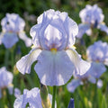 Iris 'Blue Sapphire Germanica' - 4 Stück