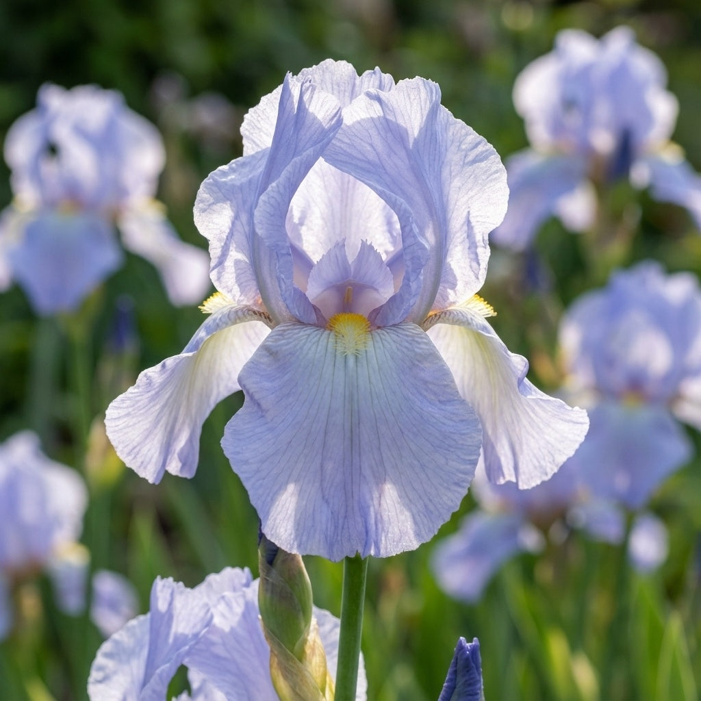 Iris 'Blue Sapphire Germanica' - 4 Stück