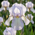 Iris 'English Cottage Germanica' - 3 Stück