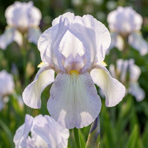 Iris 'English Cottage Germanica' - 3 Stück - LumiBlumi