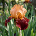 Iris 'Natchez Trace Germanica' - 4 Stück