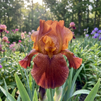 Iris 'Natchez Trace Germanica' - 4 Stück