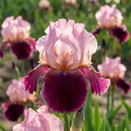 Iris 'Wine And Roses Germanica' - 4 Stück - LumiBlumi