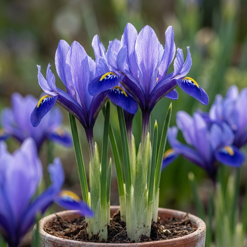 Iris 'Harmony Reticulata' - 50 Stück - LumiBlumi