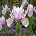 Iris 'Carmen Hollandica' - Schwertlilie