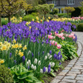 Iris 'Discovery Hollandica' - 25 Stück