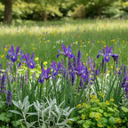 Iris 'Discovery Hollandica' - 25 Stück