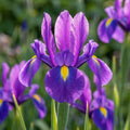 Schwertlilie 'Discovery Purple Hollandica' - 100 Stück - LumiBlumi